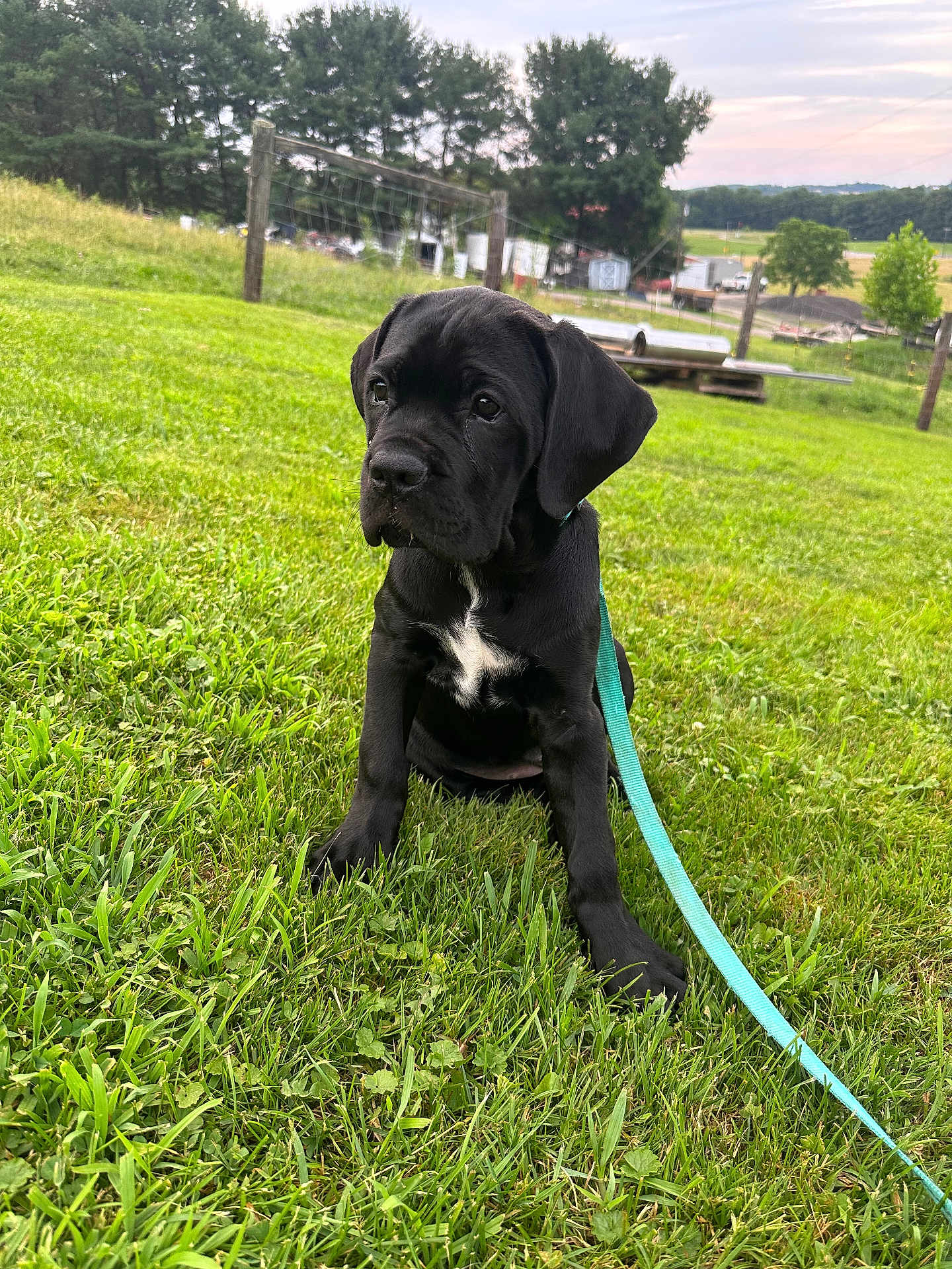 Nala