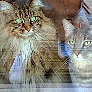 Ralf participe au concours pour gagner de l'argent avec cette photo : cat, tabby_cat, fluffy_cat, green_eyes, window, reflection, indoor, pet, animal, curious, feline, whiskers, closeup, portrait, two_cats, domestic_cat, looking_out, soft_fur, household, companions