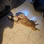 dog, tile_floor, indoor, brown_dog, happy, smiling, tongue_out, shadow, furniture, sofa, bottle, floor_tile, pet, canine, looking_up, relaxed, lying_down, domestic_animal, home, shadow_of_person