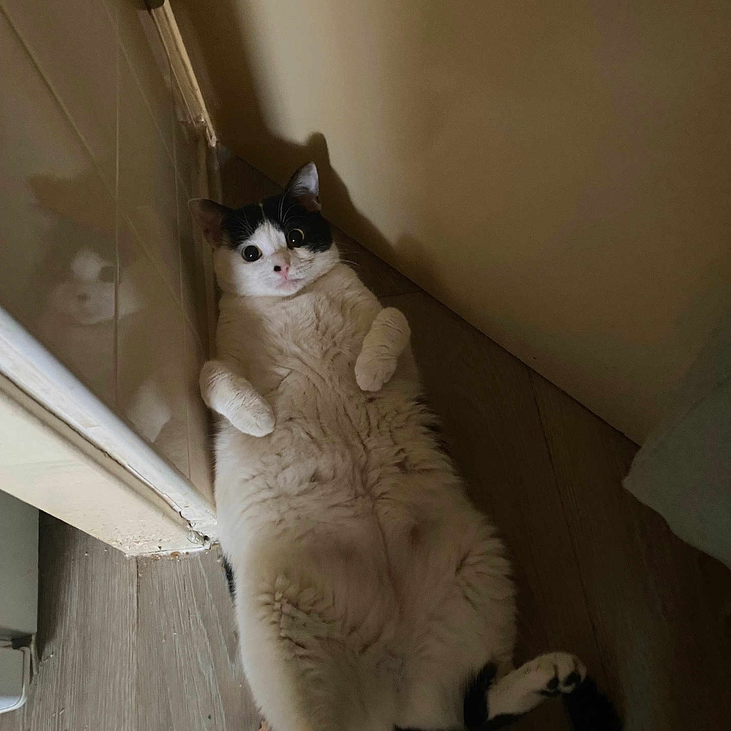 Pandora joined the competition — help win amazing prizes! angora, animal, architecture, building, cat, furniture, hardwood, indoors, interiordesign, kitten, livingroom, manx, person, pet, plywood, room, sleeping, window, windowsill, wood