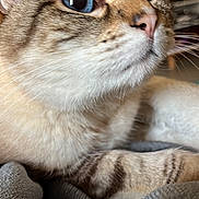 Chepi a rejoint le concours — aidez-le/la à gagner de superbes lots ! cat, blue_eyes, close_up, fur, whiskers, nose, paw, blanket, indoor, pet, animal, curious, texture, soft, striped, tabby, mammal, domestic, cozy, portrait