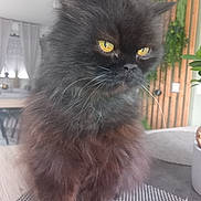 Begora participe au concours pour gagner de l'argent avec cette photo : black_cat, cat, close_up, cozy, cushion, feline, fluffy, golden_eyes, home, indoors, long_hair, pet, plants, portrait, rug, seated, sofa, staring, whiskers, wooden_wall