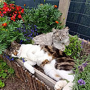 Messi Et Mila a rejoint le concours — aidez-le/la à gagner de superbes lots ! cat, flower_bed, garden, plants, greenery, relaxing, sleeping, outdoor, nature, pet, feline, tabby_cat, long_hair_cat, colorful_flowers, wooden_fence, soil, resting, summer, peaceful, closeup