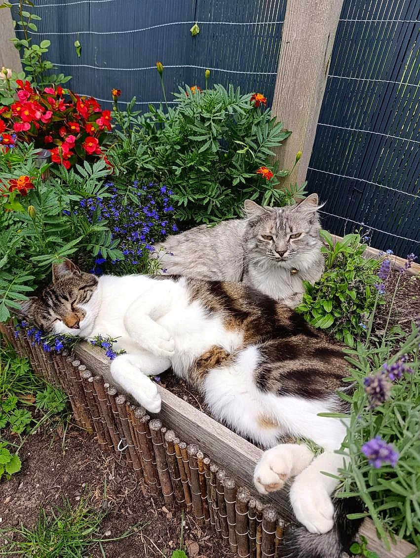 Messi Et Mila a rejoint le concours — aidez-le/la à gagner de superbes lots ! cat, flower_bed, garden, plants, greenery, relaxing, sleeping, outdoor, nature, pet, feline, tabby_cat, long_hair_cat, colorful_flowers, wooden_fence, soil, resting, summer, peaceful, closeup