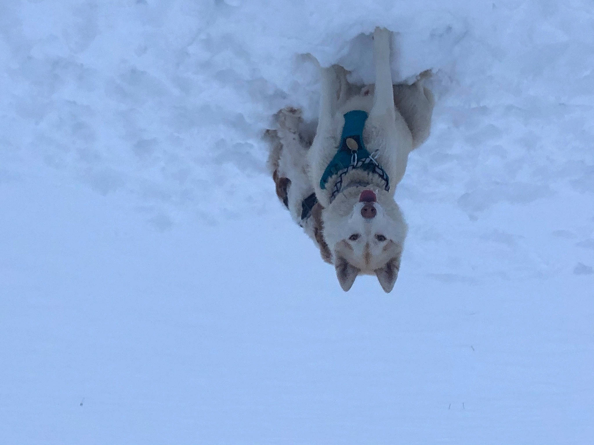 Obiwan a rejoint le concours — aidez-le/la à gagner de superbes lots ! arctic, canidae, carnivore, dog, dog_breed, freezing, fun, glacial_landform, ice_cap, non_sporting_group, playing_in_the_snow, recreation, slope, snow, sporting_group, winter