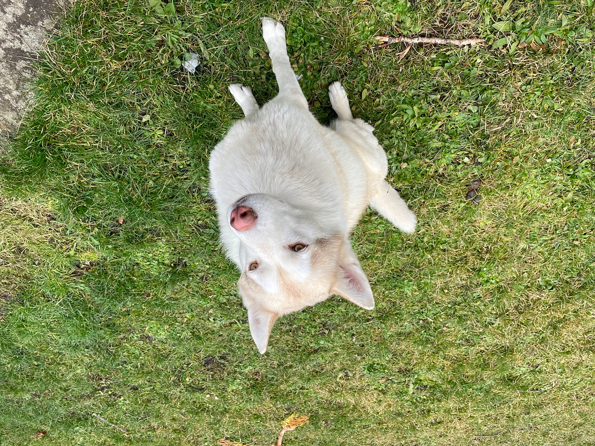 Obiwan a rejoint le concours — aidez-le/la à gagner de superbes lots ! bone, bovine, dog_breed, domestic_pig, fur, goats, grass, grassland, grazing, horn, livestock, pasture, plant, sporting_group, suidae, tail, terrestrial_animal, working_animal