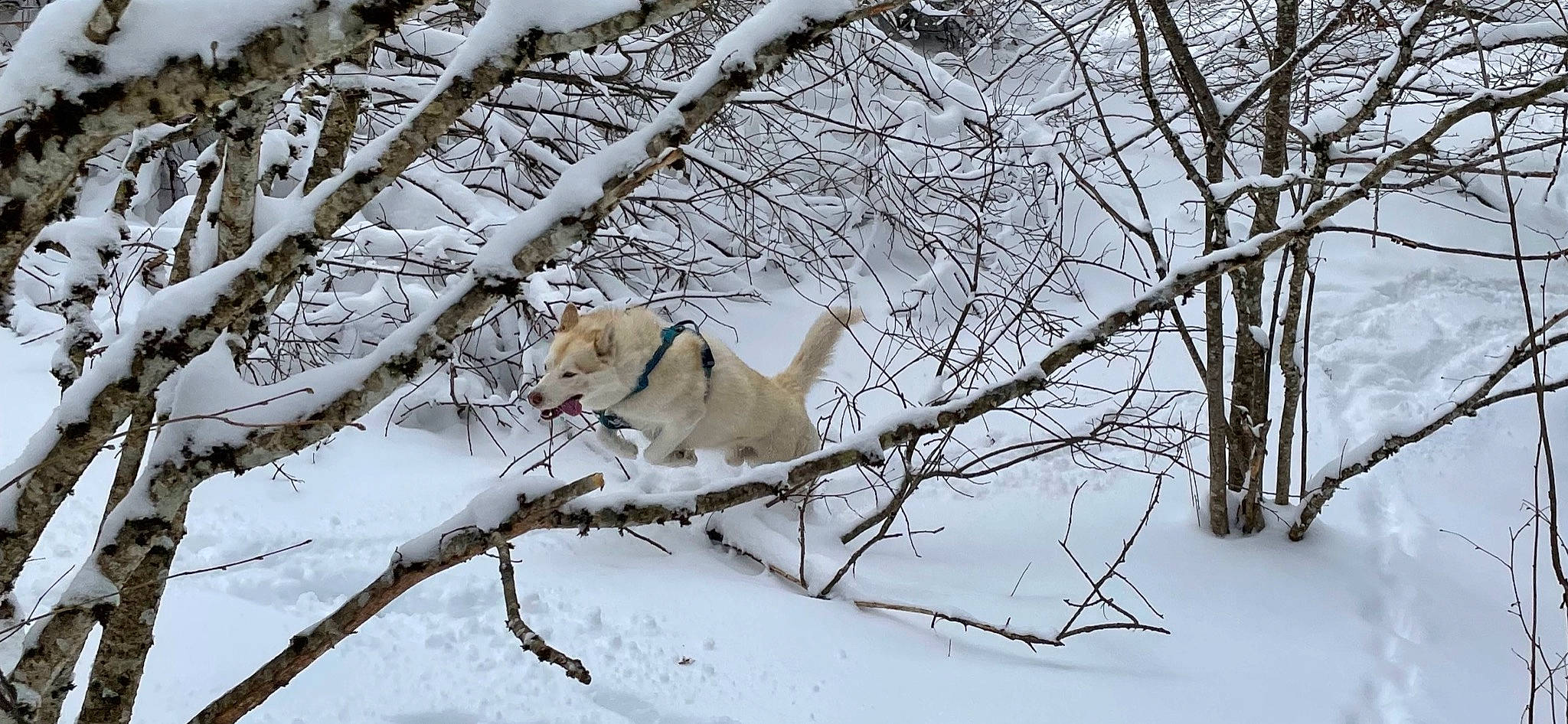 Obiwan a rejoint le concours — aidez-le/la à gagner de superbes lots ! branch, canidae, carnivore, companion_dog, dog, dog_breed, dog_hiking, fawn, freezing, plant, retriever, snout, snow, sporting_group, tail, tree, twig, wildlife, winter, wood