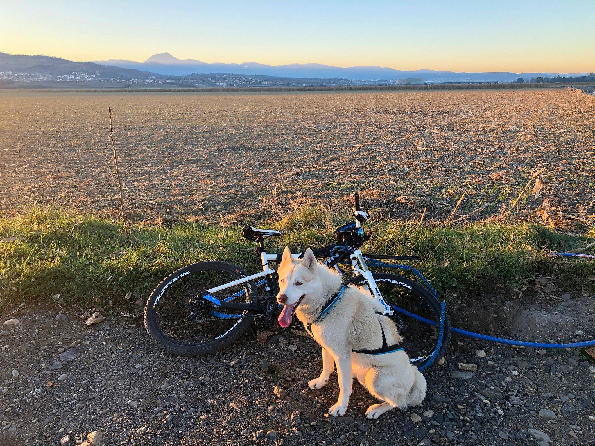 Obiwan participe au concours pour gagner de l'argent avec cette photo : asphalt, bicycle, bicycle_accessory, bicycle_fork, bicycle_frame, bicycle_handlebar, bicycle_saddle, bicycle_tire, bicycle_wheel, bicycles_equipment_and_supplies, dog, grass, land_vehicle, natural_environment, outdoor_recreation, plant, sky, sunlight, tire, wheel