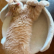 Moon participe au concours pour gagner de l'argent avec cette photo : kitten, cat, fluffy, orange_cat, pet_bed, sleepy, relaxed, indoor, wooden_floor, cozy, fur, whiskers, paw, cute, animal, domestic_cat, resting, pet, young_cat, feline