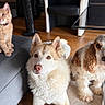 cat, kitten, dog, husky, cocker_spaniel, pet, indoor, floor, couch, furniture, wooden_floor, curly_fur, orange_cat, white_dog, brown_spots, collar, sitting, looking, domestic_animal, companion_animal