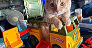 Moon a rejoint le concours — aidez-le/la à gagner de superbes lots ! kitten, cat, toy_truck, indoor, cute, pet, orange_cat, playful, closeup, animal, curious, feline, toy, colorful, table, domestic, whiskers, ears, face, eyes