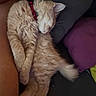 kitten, cat, sleeping, orange_cat, collar, furry, pet, couch, pillow, indoor, resting, cozy, domestic_animal, animal, fur, cute, relaxing, person_arm, closeup, nap