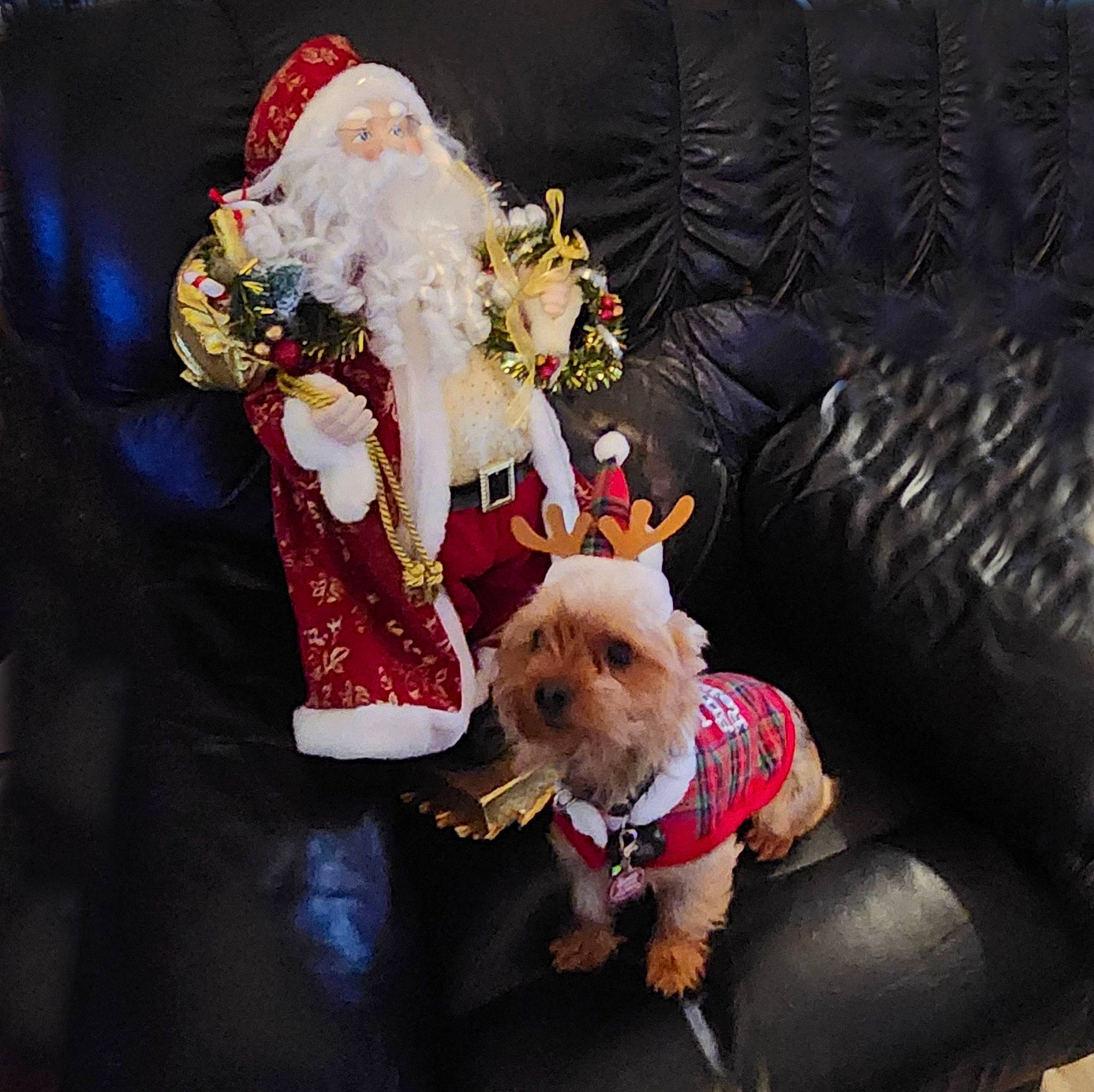 Axel is registered to the contest to win money with this photo: carnivore, christmas, christmas_ornament, companion_dog, couch, dog, dog_breed, dog_clothes, dog_supply, event, fawn, fur, holiday, santa_claus, sofa_bed, studio_couch, stuffed_toy, toy, toy_dog, working_animal