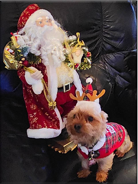 Axel joined the competition — help win amazing prizes! beard, carnivore, christmas, companion_dog, couch, dog, dog_breed, dog_clothes, dog_supply, event, fictional_character, fur, hat, holiday, santa_claus, small_terrier, stuffed_toy, terrier, toy, toy_dog