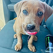 Daisy is registered to the contest to win money with this photo: dog, puppy, brown_fur, blue_eyes, tongue_out, milk_on_nose, close_up, portrait, car_interior, car_seat, paws, collar, tag, whiskers, nose, drink_can, energy_drink, cup, pet, sitting