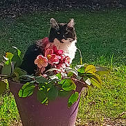 Moumoune participe au concours pour gagner de l'argent avec cette photo : animal, background, black_and_white_cat, calm, cat, close_up, daylight, feline, flower_pot, garden, grass, green_leaves, leafy, nature, outdoor, pet, pink_flowers, plant, sitting, sunlight