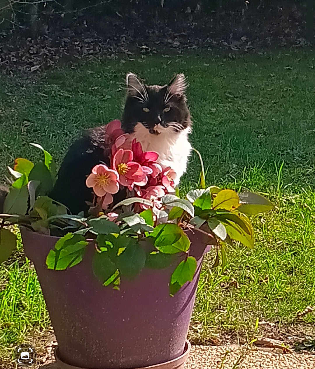 Moumoune participe au concours pour gagner de l'argent avec cette photo : animal, background, black_and_white_cat, calm, cat, close_up, daylight, feline, flower_pot, garden, grass, green_leaves, leafy, nature, outdoor, pet, pink_flowers, plant, sitting, sunlight