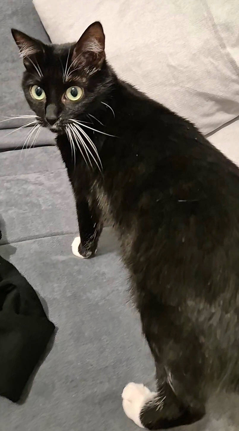 Luna a rejoint le concours — aidez-le/la à gagner de superbes lots ! black_cat, carnivore, cat, claw, comfort, domestic_short_haired_cat, felidae, foot, fur, grey, paw, sitting, small_to_medium_sized_cats, snout, tail, terrestrial_animal, whiskers