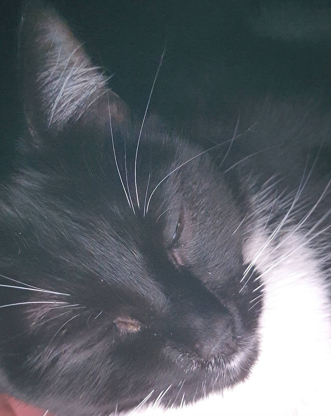 Luna participe au concours pour gagner de l'argent avec cette photo : black_cat, carnivore, cat, claw, cloud, darkness, domestic_short_haired_cat, electric_blue, felidae, foot, fur, hair, head, macro_photography, paw, sky, small_to_medium_sized_cats, snout, tail, whiskers