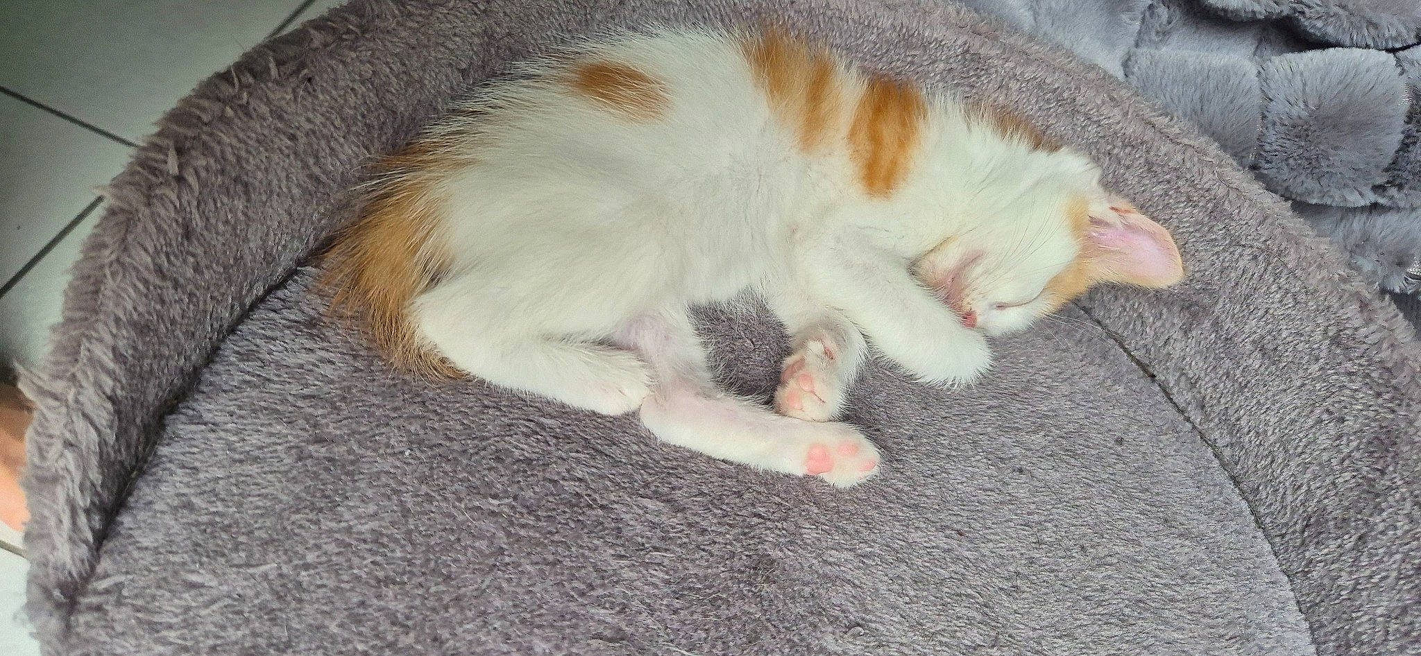 Ron participe au concours pour gagner de l'argent avec cette photo : carnivore, cat, claw, comfort, domestic_short_haired_cat, fawn, felidae, foot, fur, nap, paw, sleep, small_to_medium_sized_cats, snout, tail, terrestrial_animal, whiskers