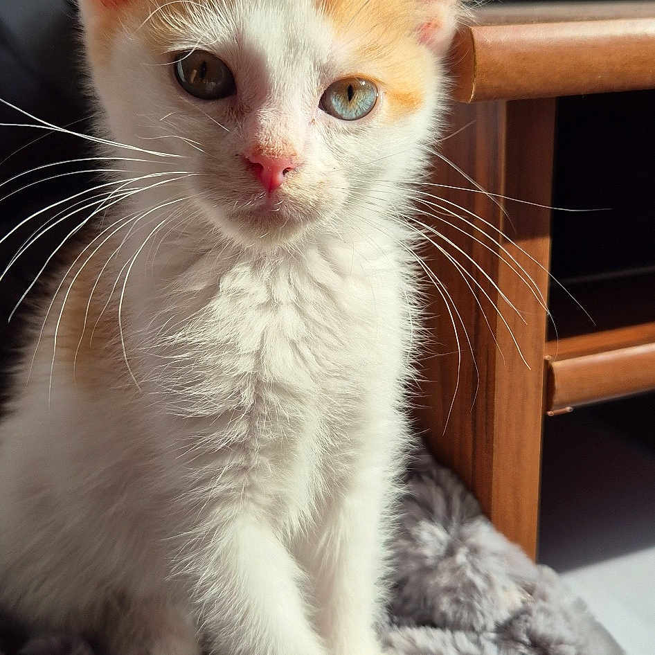 Ron