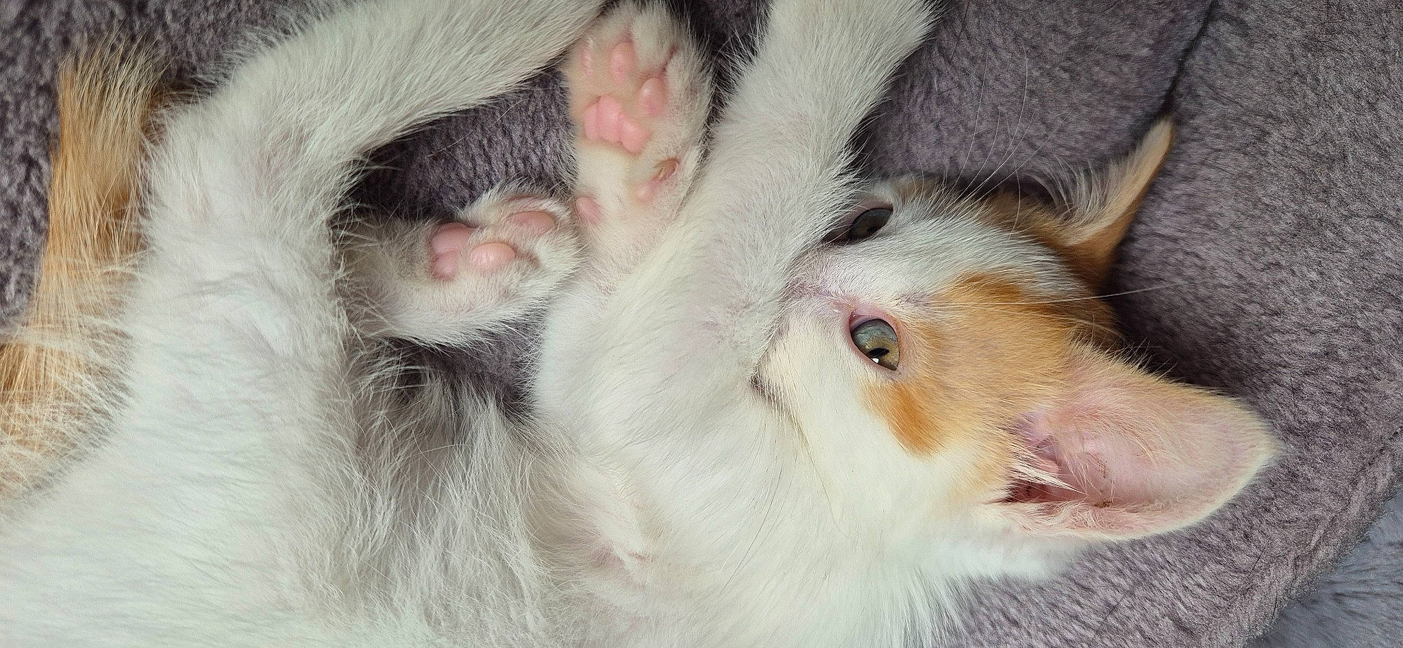 Ron a rejoint le concours — aidez-le/la à gagner de superbes lots ! carnivore, cat, claw, felidae, foot, fur, paw, small_to_medium_sized_cats, snout, whiskers