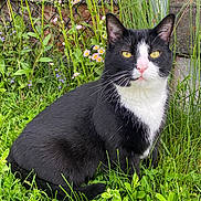 Sly is registered to the contest to win money with this photo: cat, tuxedo_cat, grass, wildflowers, outdoor, nature, animal, pet, feline, black_and_white, yellow_eyes, sitting, greenery, garden, plants, closeup, portrait, whiskers, ears, fence