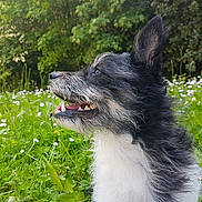 Muldy a rejoint le concours — aidez-le/la à gagner de superbes lots ! border_collie, dog, dog_breed, dog_breed_group, dog_like_mammal, grass, icelandic_sheepdog, karelian_bear_dog, lapponian_herder, rare_breed_dog, russo_european_laika, shetland_sheepdog, vulnerable_native_breeds, whiskers