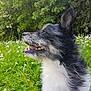 Muldy a rejoint le concours — aidez-le/la à gagner de superbes lots ! border_collie, dog, dog_breed, dog_breed_group, dog_like_mammal, grass, icelandic_sheepdog, karelian_bear_dog, lapponian_herder, rare_breed_dog, russo_european_laika, shetland_sheepdog, vulnerable_native_breeds, whiskers