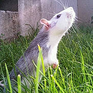 Gaïa participe au concours pour gagner de l'argent avec cette photo : fauna, grass, grass_family, mammal, muridae, muroidea, rat, rodent, snout, whiskers, wildlife