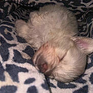 Bella Ann Marie joined the competition — help win amazing prizes! animal, blanket, close_up, cozy, cute, dog, domestic_animal, fluffy, fur, indoors, patterned_blanket, peaceful, pet, puppy, resting, sleeping, snuggled, soft, tiny, warm