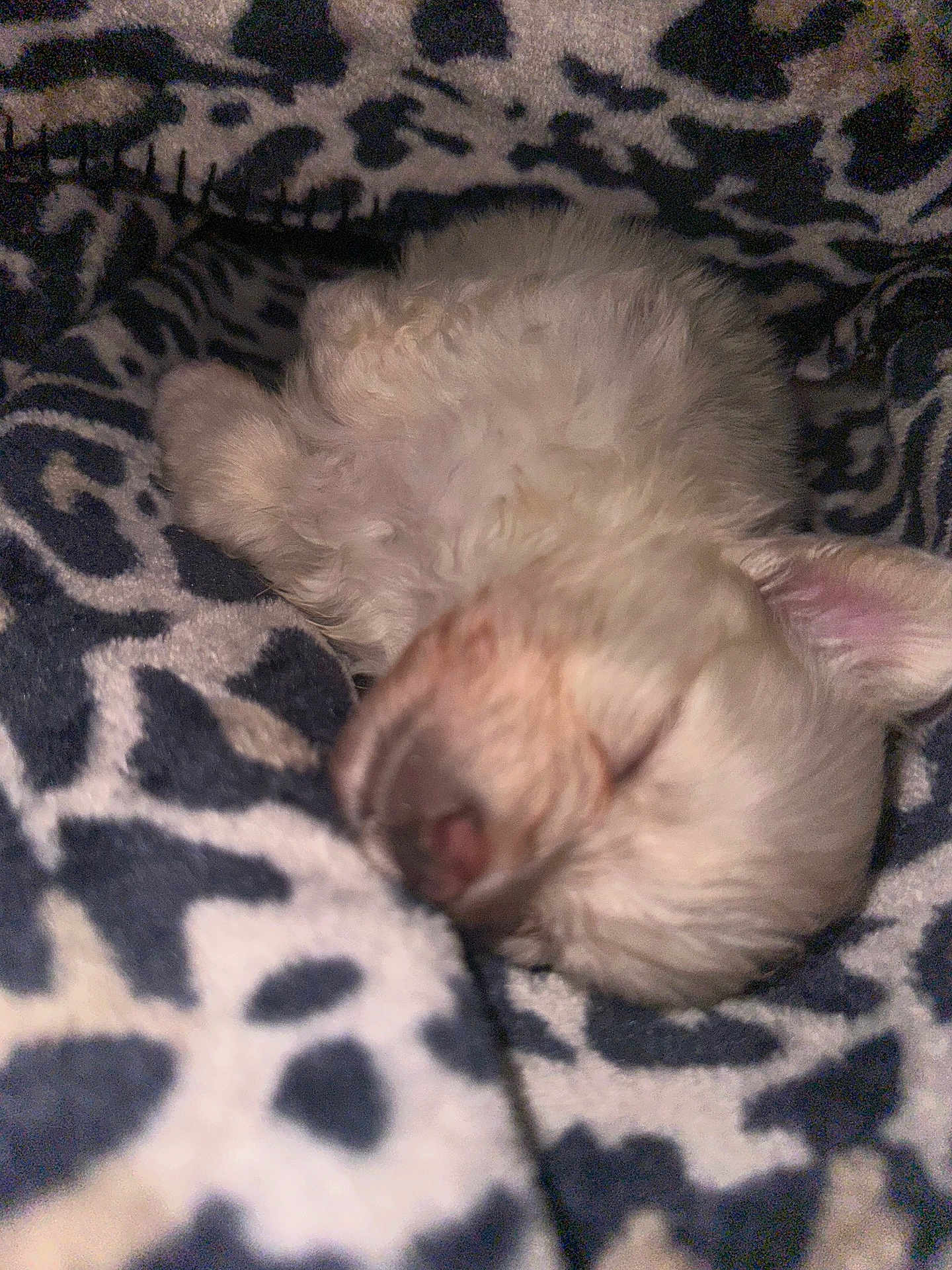 Bella Ann Marie joined the competition — help win amazing prizes! animal, blanket, close_up, cozy, cute, dog, domestic_animal, fluffy, fur, indoors, patterned_blanket, peaceful, pet, puppy, resting, sleeping, snuggled, soft, tiny, warm