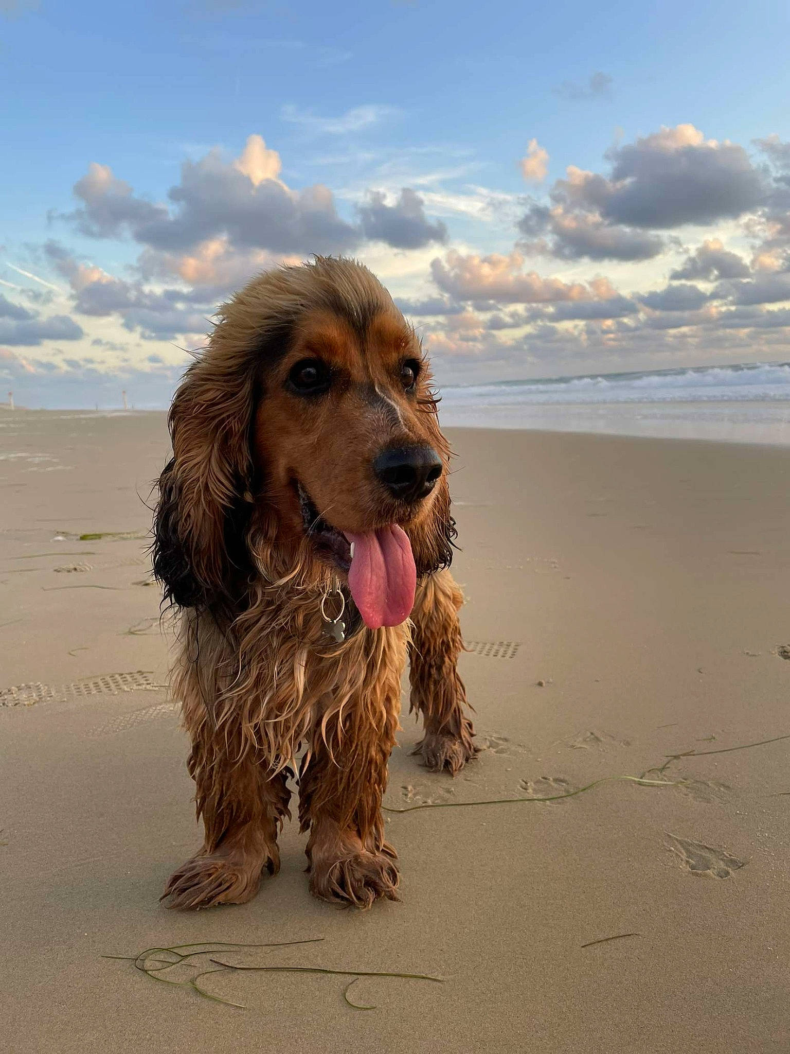 Toupy participe au concours pour gagner de l'argent avec cette photo : beach, carnivore, cloud, companion_dog, dog, dog_breed, english_cocker_spaniel, fun, hunting_dog, landscape, liver, ocean, sand, sky, spaniel, sporting_group, water, water_dog