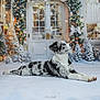 Asko participe au concours pour gagner de l'argent avec cette photo : dog, border_collie, lying_down, snow, christmas_tree, holiday_decorations, festive, pine_tree, wicker_basket, winter, indoor, decorated_tree, lights, festive_lighting, pet, black_and_white, curious, background, seasonal, celebration