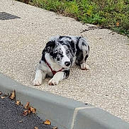Asko participe au concours pour gagner de l'argent avec cette photo : dog, black_and_white, marbled_coat, laying_down, sidewalk, curb, outdoor, greenery, pavement, canine, pet, animal, resting, nature, quiet, calm, street, daylight, fur, alert