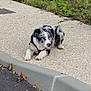 dog, black_and_white, marbled_coat, laying_down, sidewalk, curb, outdoor, greenery, pavement, canine, pet, animal, resting, nature, quiet, calm, street, daylight, fur, alert