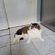 Tchicki a rejoint le concours — aidez-le/la à gagner de superbes lots ! animal, black, brown, cat, door, ears, feline, floor, fur, home, indoor, long_hair, paws, peeling_paint, pet, relaxed, resting, tile, whiskers, white