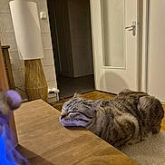 Sylver participe au concours pour gagner de l'argent avec cette photo : animal, carpet, cat, closed_eyes, cozy, door, feline, fur, home_interior, indoor, lamp, peaceful, pet, quiet, relaxation, resting, sleeping, tabby, table, wooden_table
