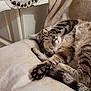 animal, cat, chair, closeup, cozy, cushion, cute, fur, furniture, indoor, paw, pet, pink_nose, relaxed, resting, sleeping, striped, tabby, tail, whiskers