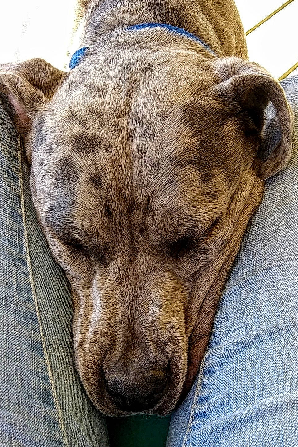 Bash joined the competition — help win amazing prizes! american_pit_bull_terrier, american_staffordshire_terrier, canidae, carnivore, cimarron_uruguayo, dog, dog_breed, fawn, mammal, non_sporting_group, puppy, snout, whiskers