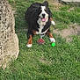 dog, bernese_mountain_dog, grass, toy, ball, rope_toy, outdoor, pet, canine, animal, happy, tongue_out, lying_down, yard, nature, greenery, playful, summer, daytime, relaxation