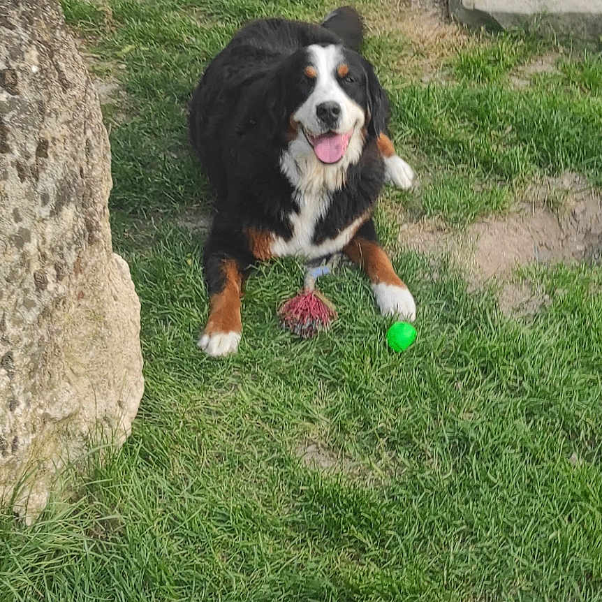 Sandrine Pacherie participe au concours pour gagner de l'argent avec cette photo : animal, ball, bernese_mountain_dog, canine, daytime, dog, grass, greenery, happy, lying_down, nature, outdoor, pet, playful, relaxation, rope_toy, summer, tongue_out, toy, yard
