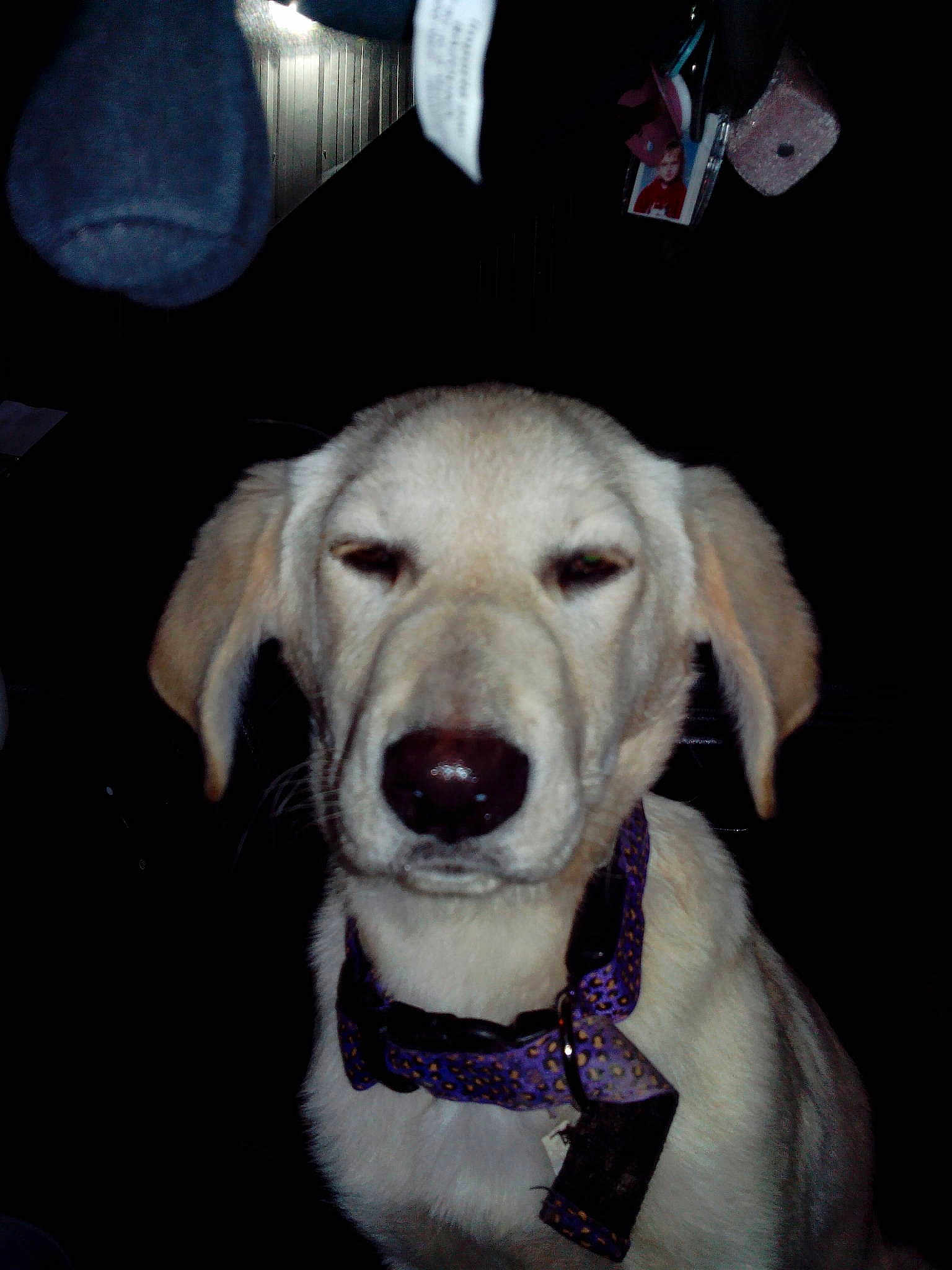 Chipie