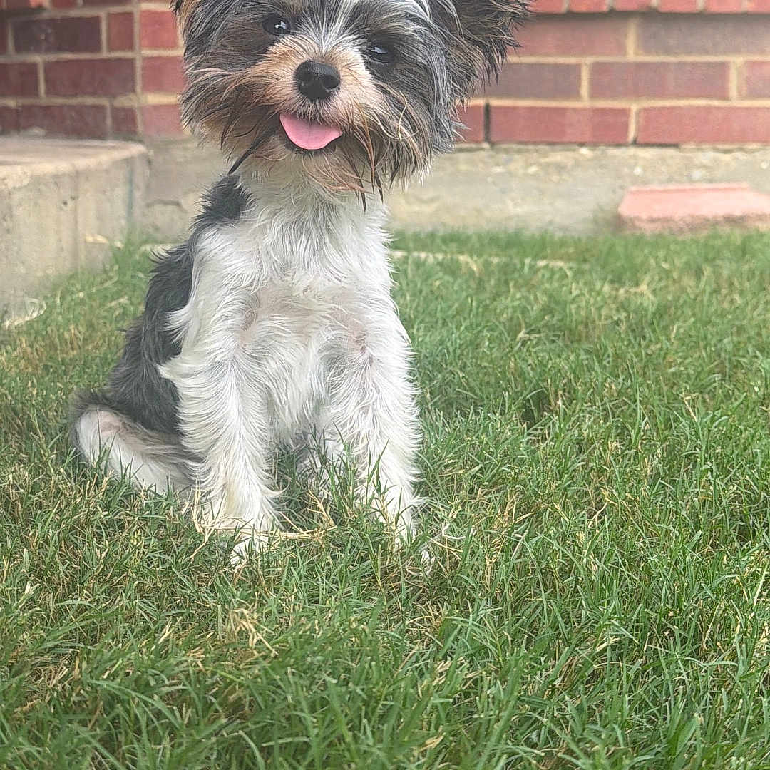Princeton
