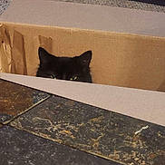 Tala joined the competition — help win amazing prizes! cat, black_cat, cardboard_box, peeking, green_eyes, ears, indoor, carpet, table, plate, colorful_plate, patterned_plate, tile_tabletop, home, hiding, curious, pet, feline, animal, playful