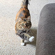Pippy is registered to the contest to win money with this photo: cat, tabby_cat, long_haired, pet, white_paws, green_eyes, beige_carpet, living_room, couch, tail, whiskers, wooden_cabinet, playful_pose, indoor, portrait_orientation, fluffy_fur, paw_reach, striped_fur, looking_at_camera, cozy_home