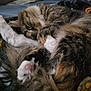 Pippy is registered to the contest to win money with this photo: cat, tabby, feline, fur, paw, paw_pad, whiskers, cozy, bed, blanket, indoor, pet, sleeping, curled_up, close_up, green_eye, fluffy, resting, portrait, cute