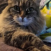 Gizmo joined the competition — help win amazing prizes! cat, fluffy, pet, animal, feline, couch, indoor, closeup, whiskers, paw, fur, relaxed, domestic, mammal, portrait, home, resting, cozy, texture, blanket