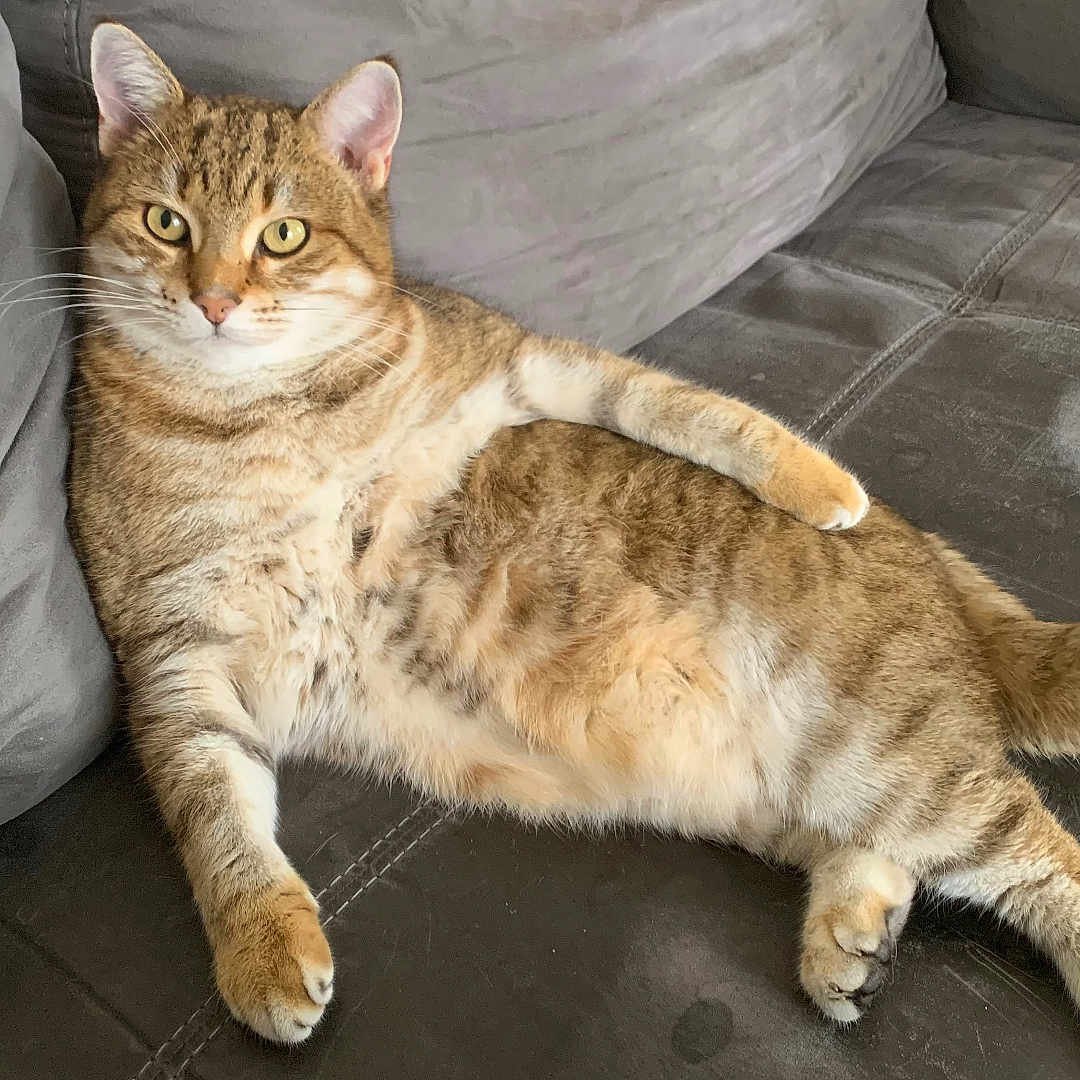 Pacha a rejoint le concours — aidez-le/la à gagner de superbes lots ! abyssinian, animal, architecture, building, cat, chair, couch, cushion, furniture, homedecor, indoors, kitten, linen, livingroom, manx, person, pet, pillow, room, sleeping
