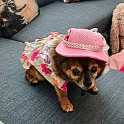 Belle is registered to the contest to win money with this photo: dog, small_dog, pet, clothing, hat, couch, pillows, indoor, decor, fabric, animal, cute, fashion, floral, pink, brown, black, fur, home, cozy